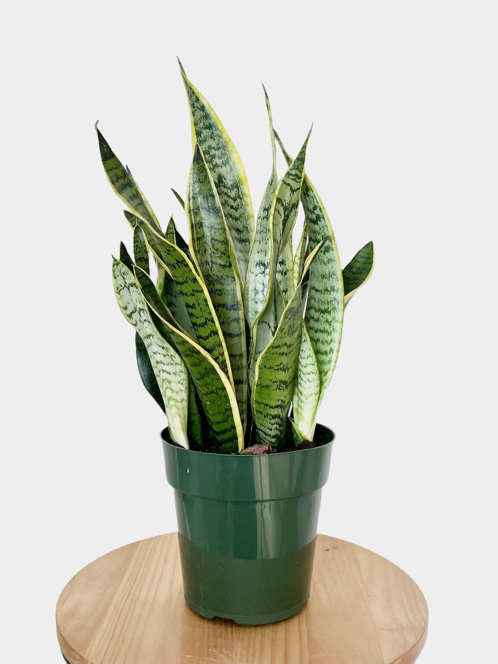 Sansevieria Laurentii or Snake Plant in 6" Nursery Pot
