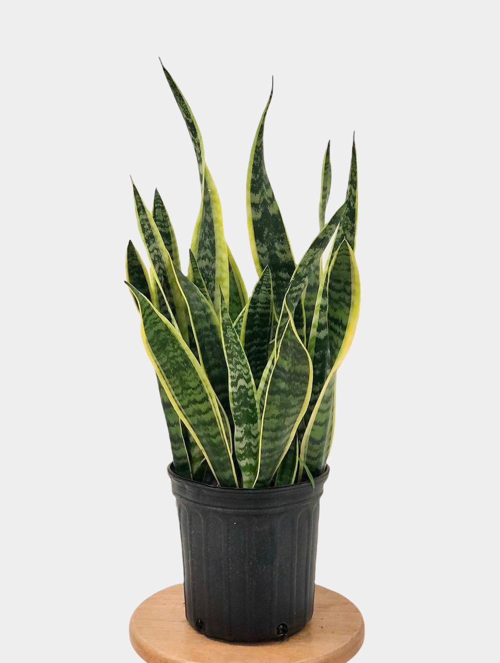 Sansevieria Laurentii or Snake Plant in 8" Nursery Pot