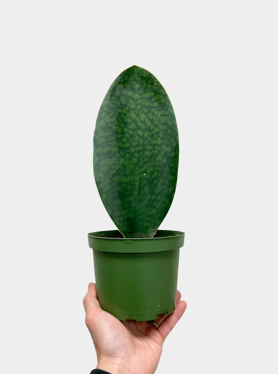 Sansevieria masoniana aka Whale Fin Snake Plant - 6" Pot