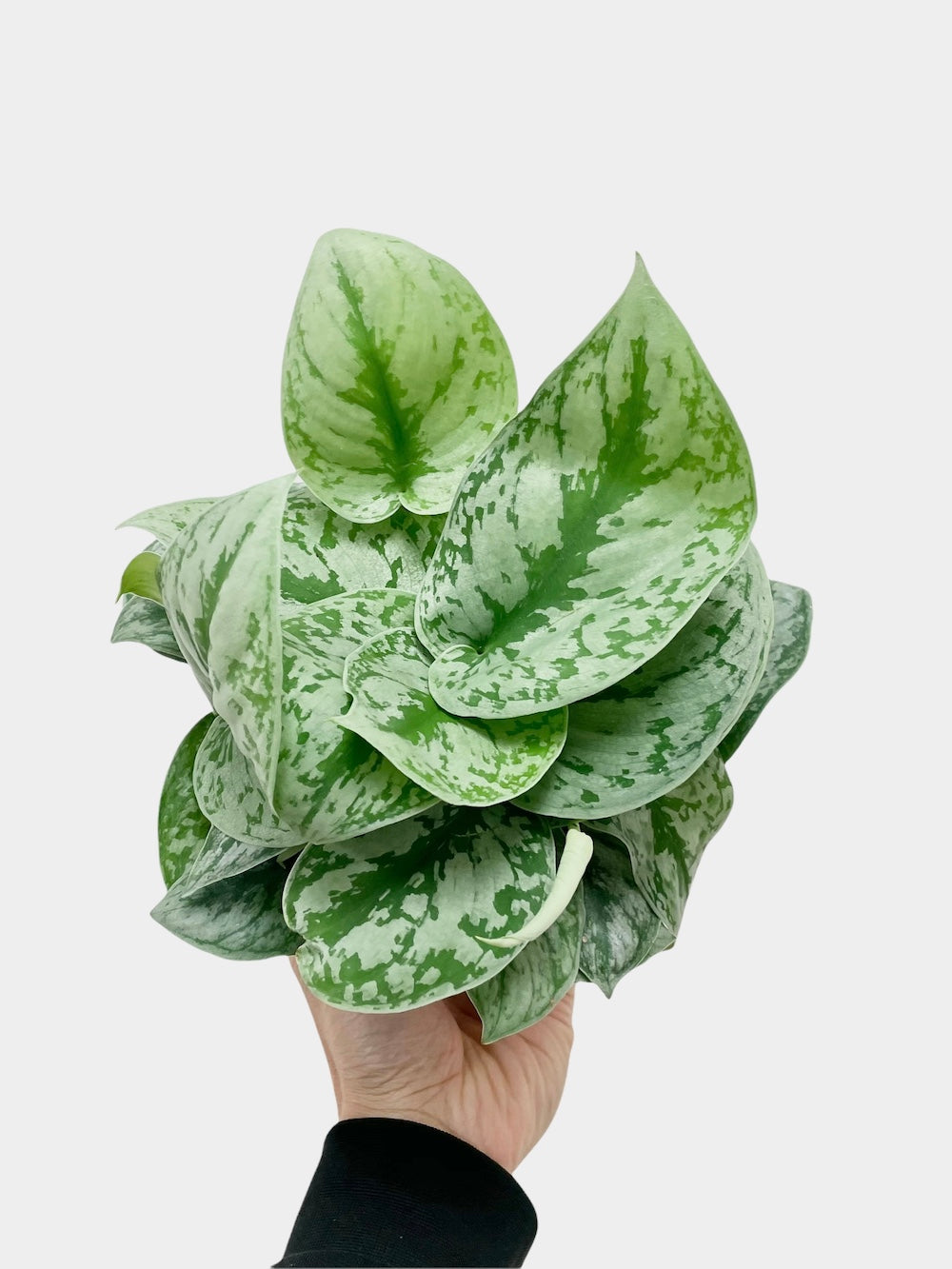 Scindapsus Pictus Exotica