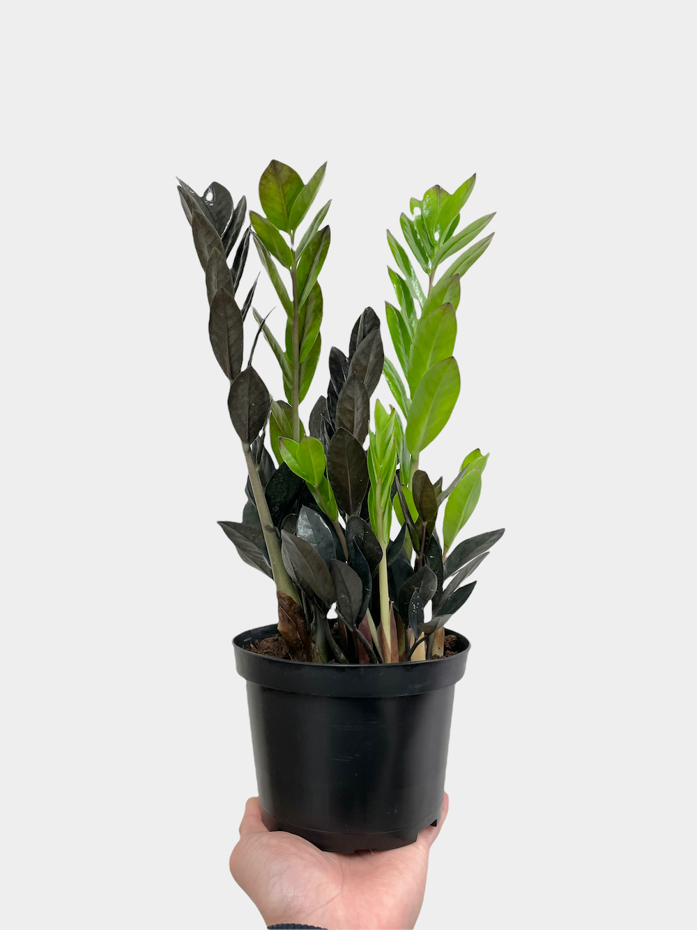 Zamioculcas Zamiifolia Raven aka ZZ Raven