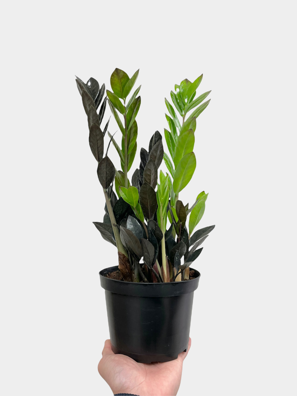 Zamioculcas Zamifolia Raven aka ZZ Raven