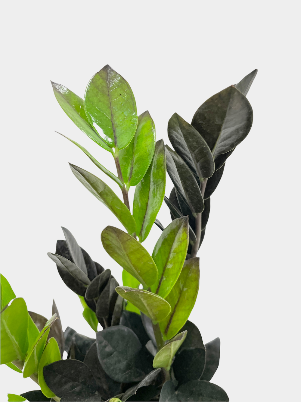 Zamioculcas Zamiifolia Raven aka ZZ Raven