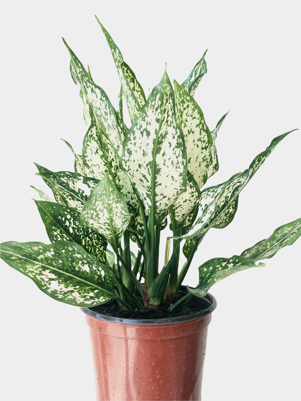 Aglaonema Spring Snow aka Chinese Evergreen Plant (Various Sizes)