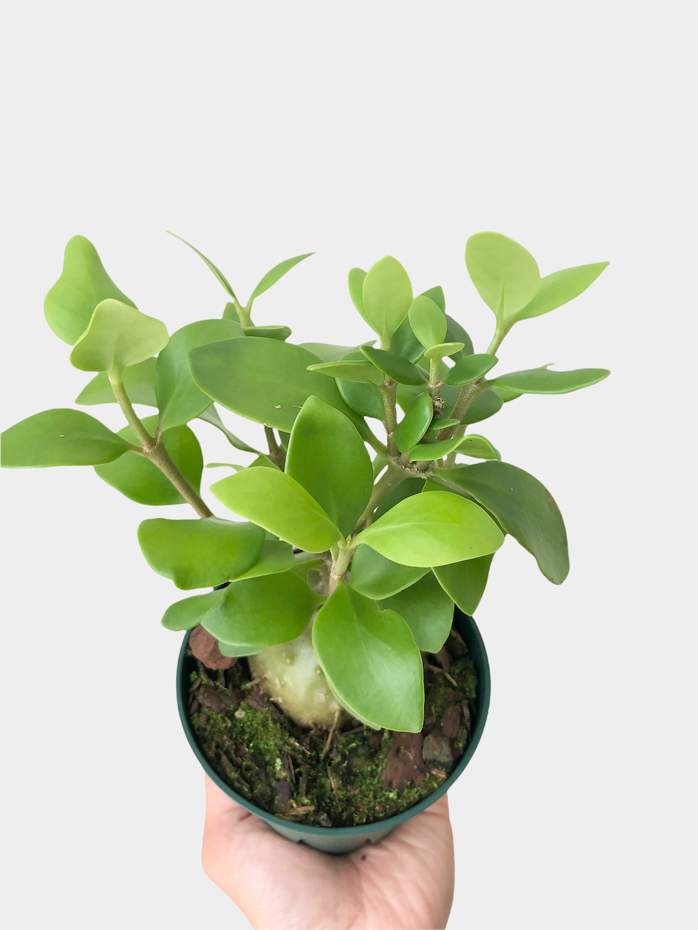 Ant Plant Hydnophytum Papuanum - 4" Pot