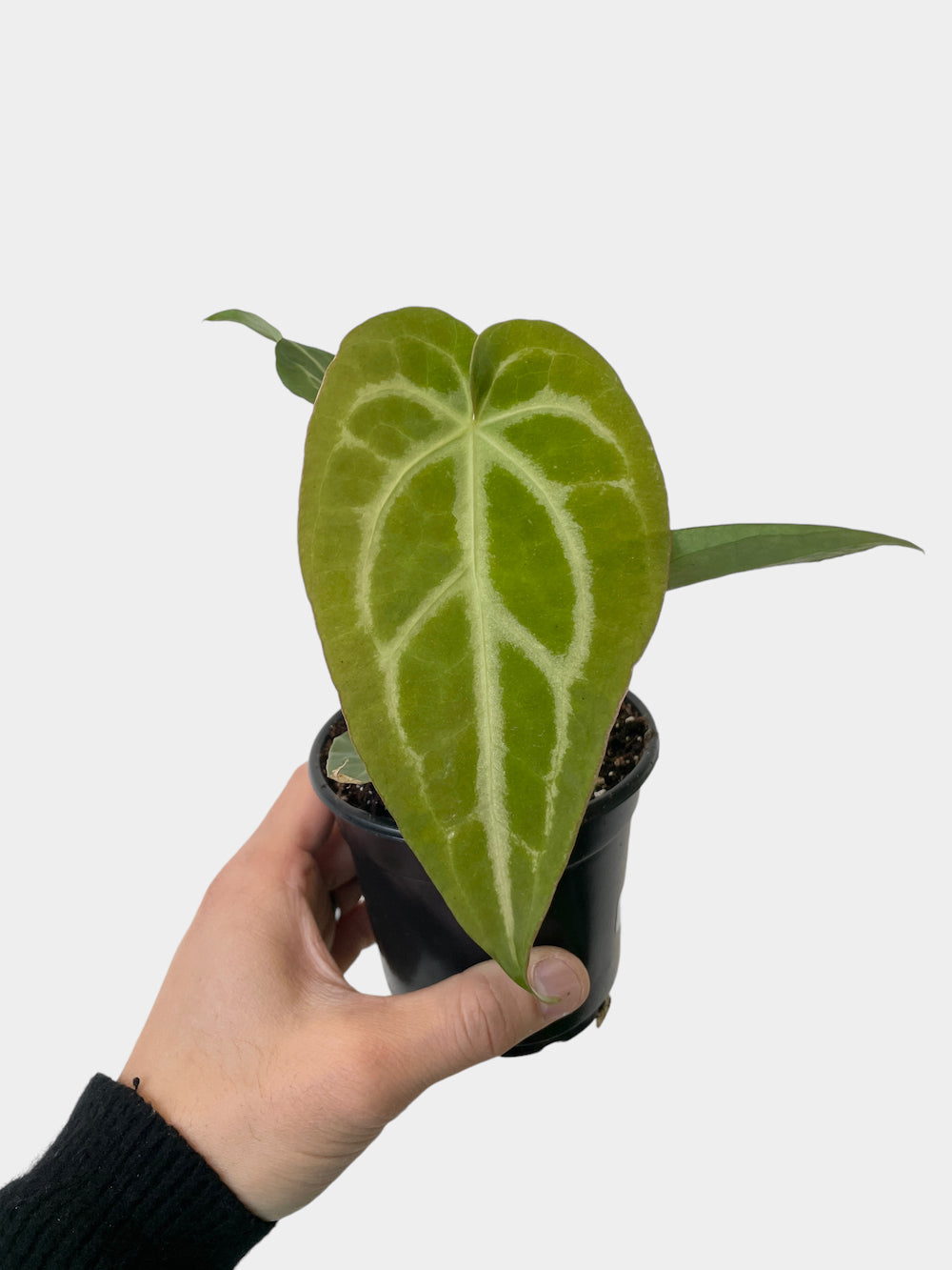 Anthurium magnificum - 4" Pot
