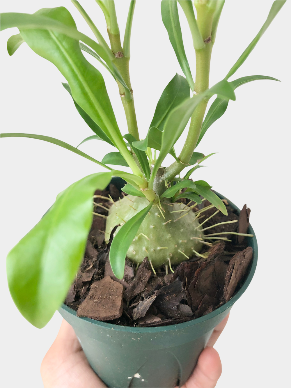 Ant Plant Myrmephytum Selebicum - 5" Pot
