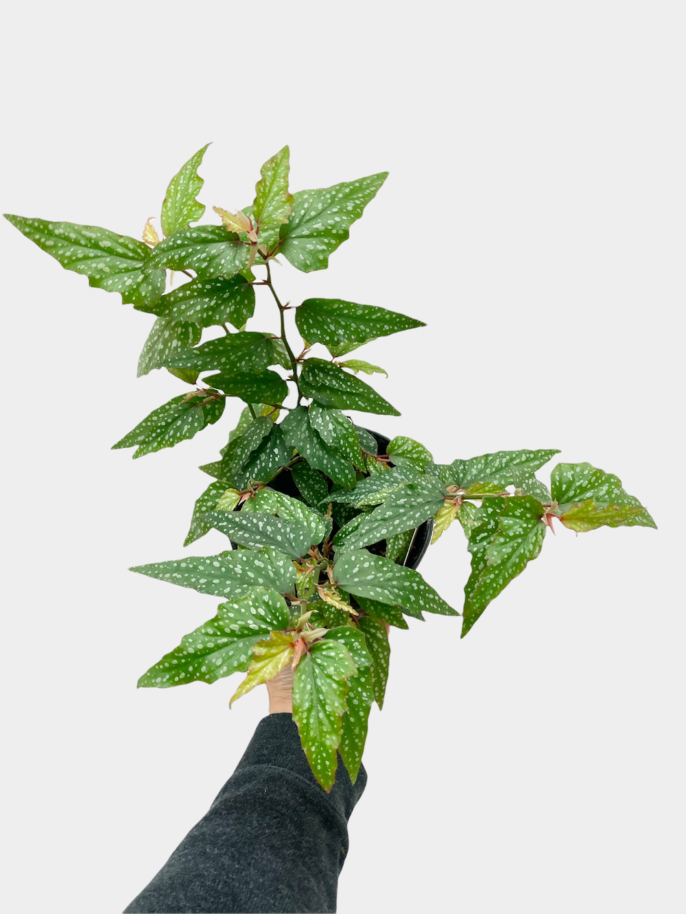 Begonia Medora - 6" Pot