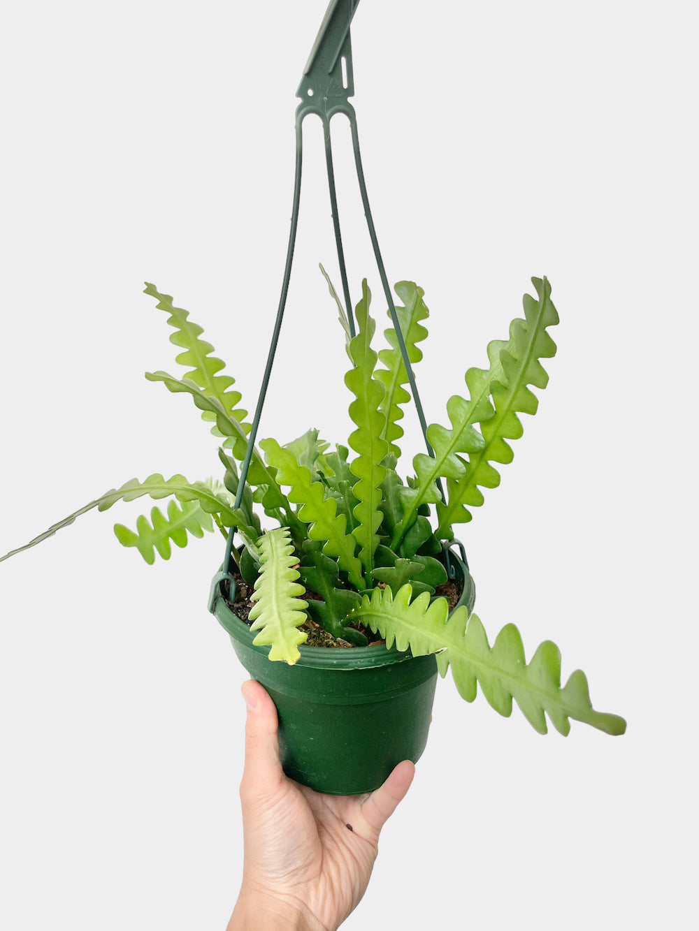 Cactus Cryptocereus anthonyanus aka Ric Rac Cactus - 6” Hanging Basket