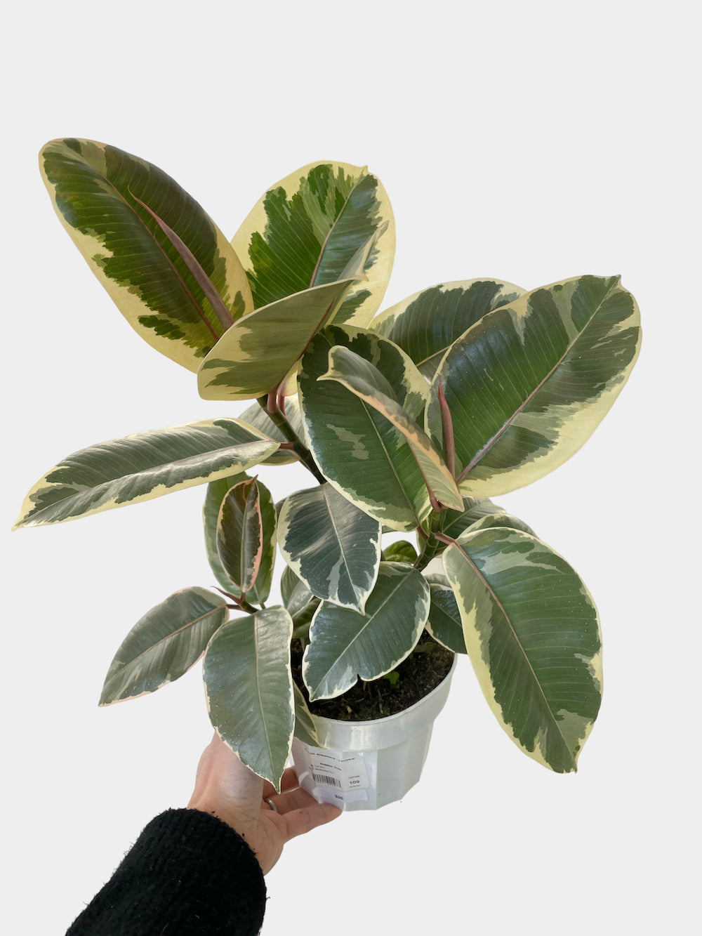 Ficus Elastica Tineke aka Rubber Plant - Bush Form