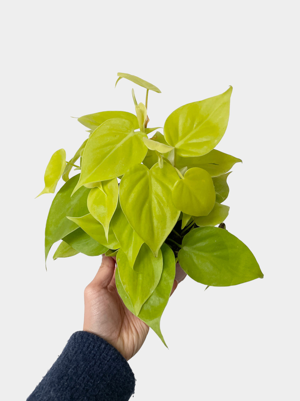 Philodendron Cordatum Neon