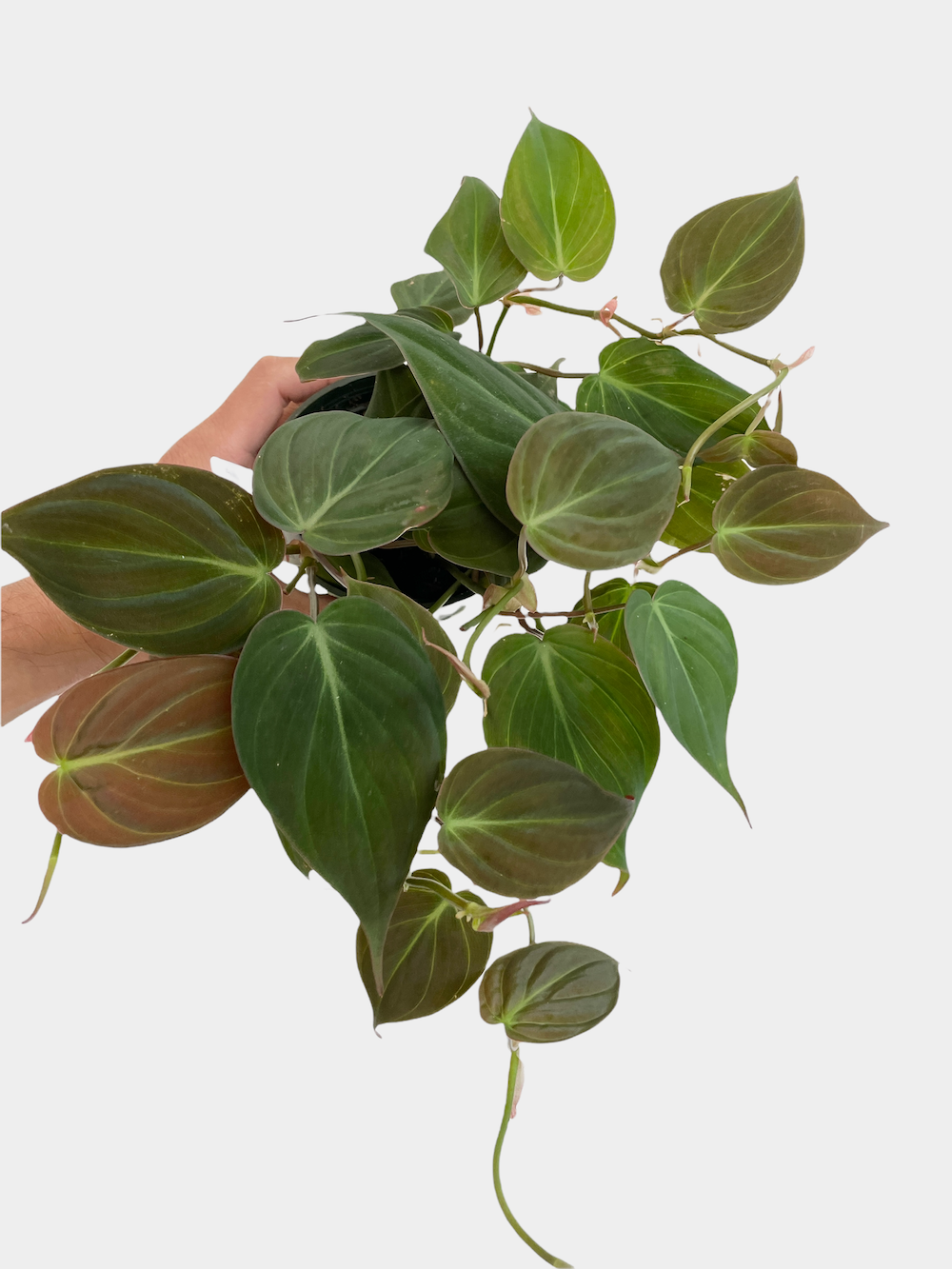 Philodendron Micans