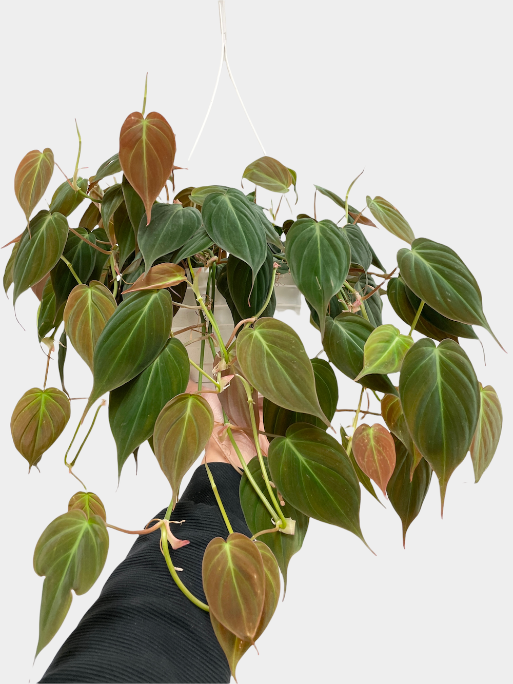 Philodendron Micans