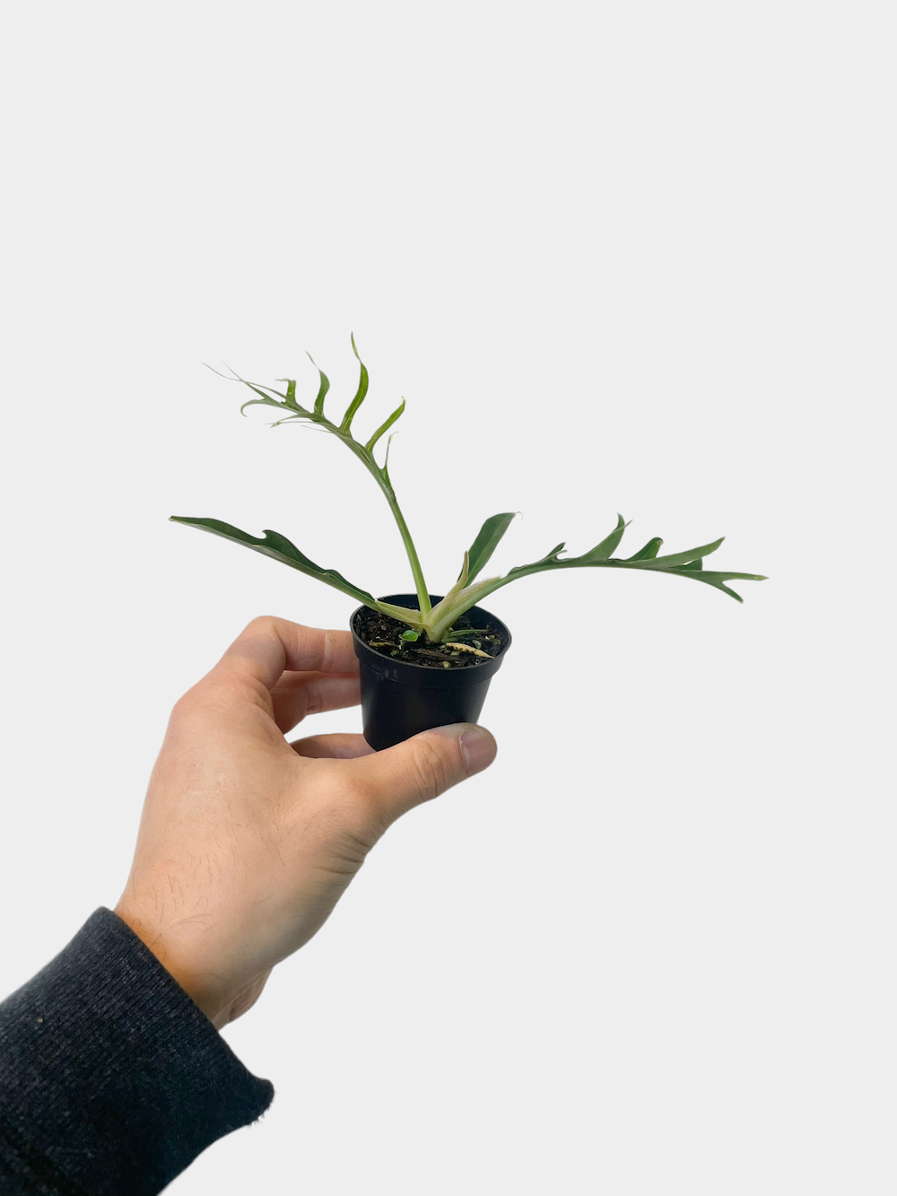 Philodendron bipinatifidum 'tortum'
