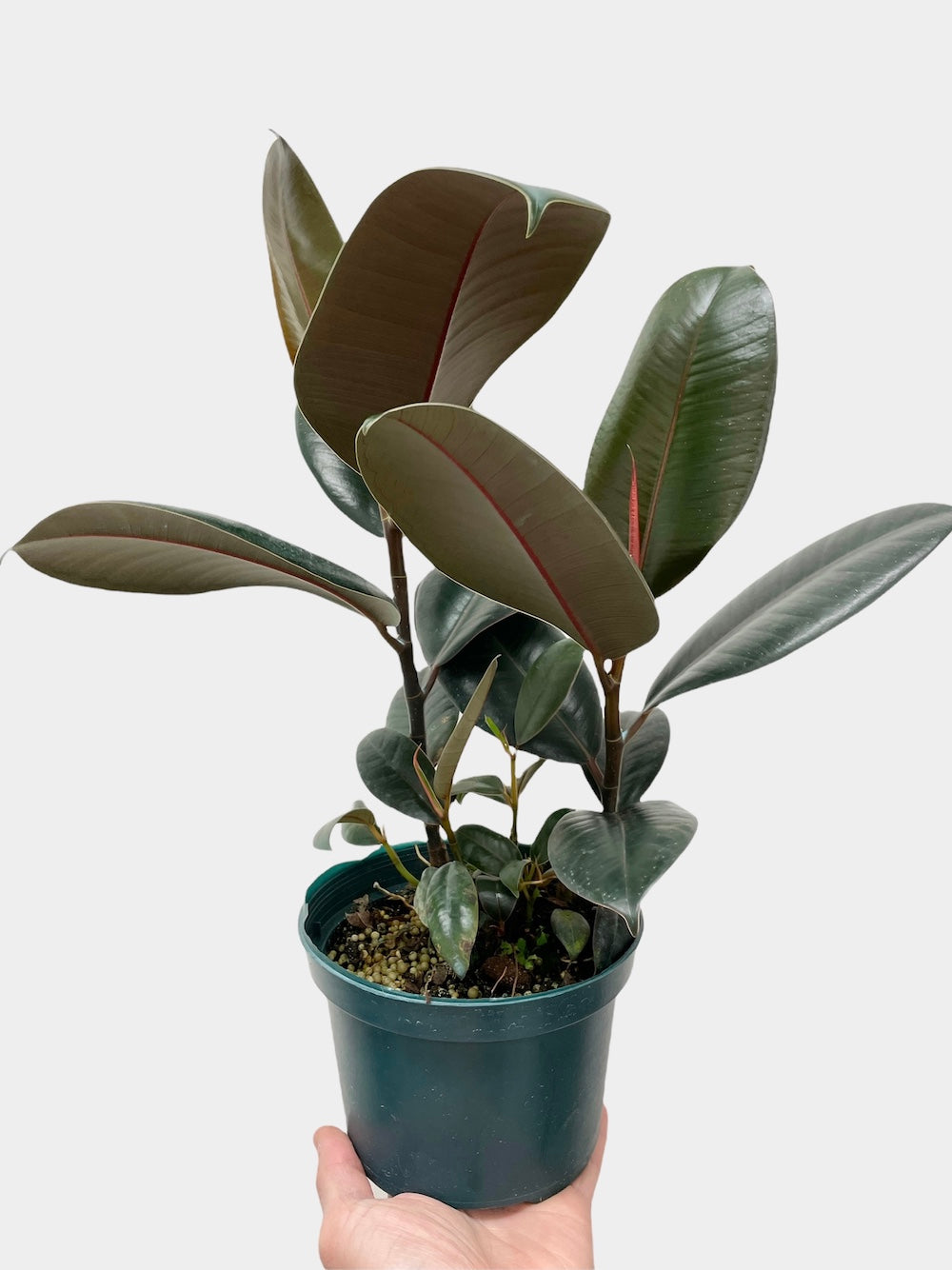 Ficus Elastica Burgundy aka Rubber Plant - Bush Form