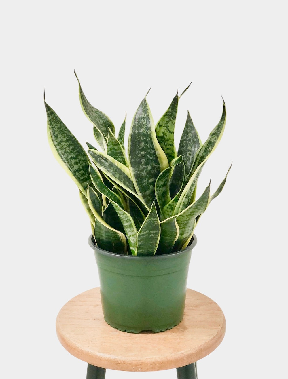 Sansevieria Futura aka Snake Plant or Mother in Law Tongue Plant