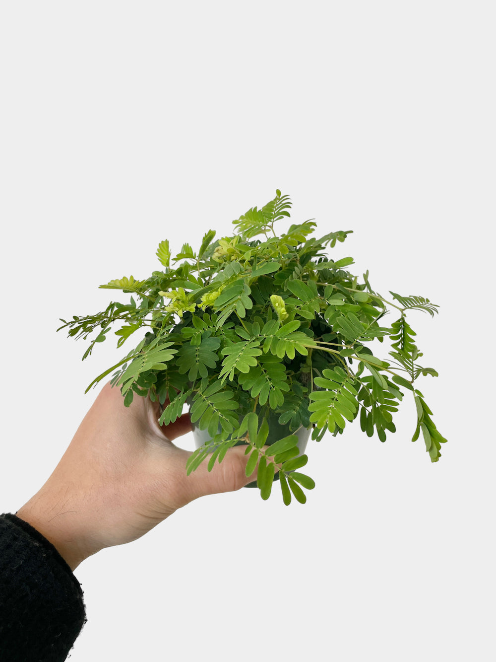 Mimosa pudica aka Sensitive Plant