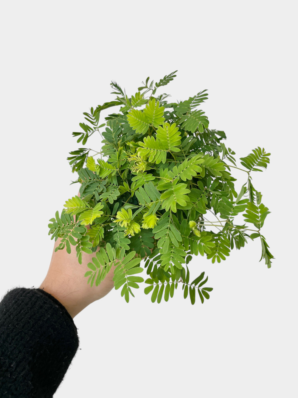 Mimosa pudica aka Sensitive Plant