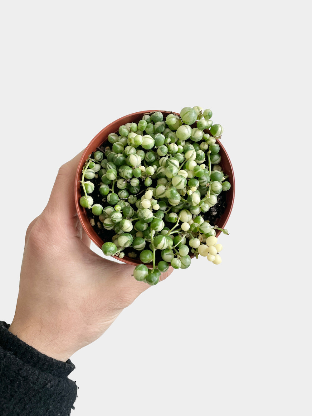 Succulent Variegated String of Pearls - 4" Pot